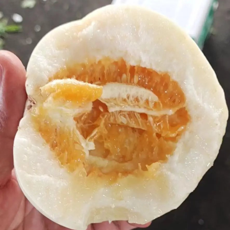 【砀山香瓜】伊丽莎白小白瓜/白玉香瓜/白甜瓜产地直发