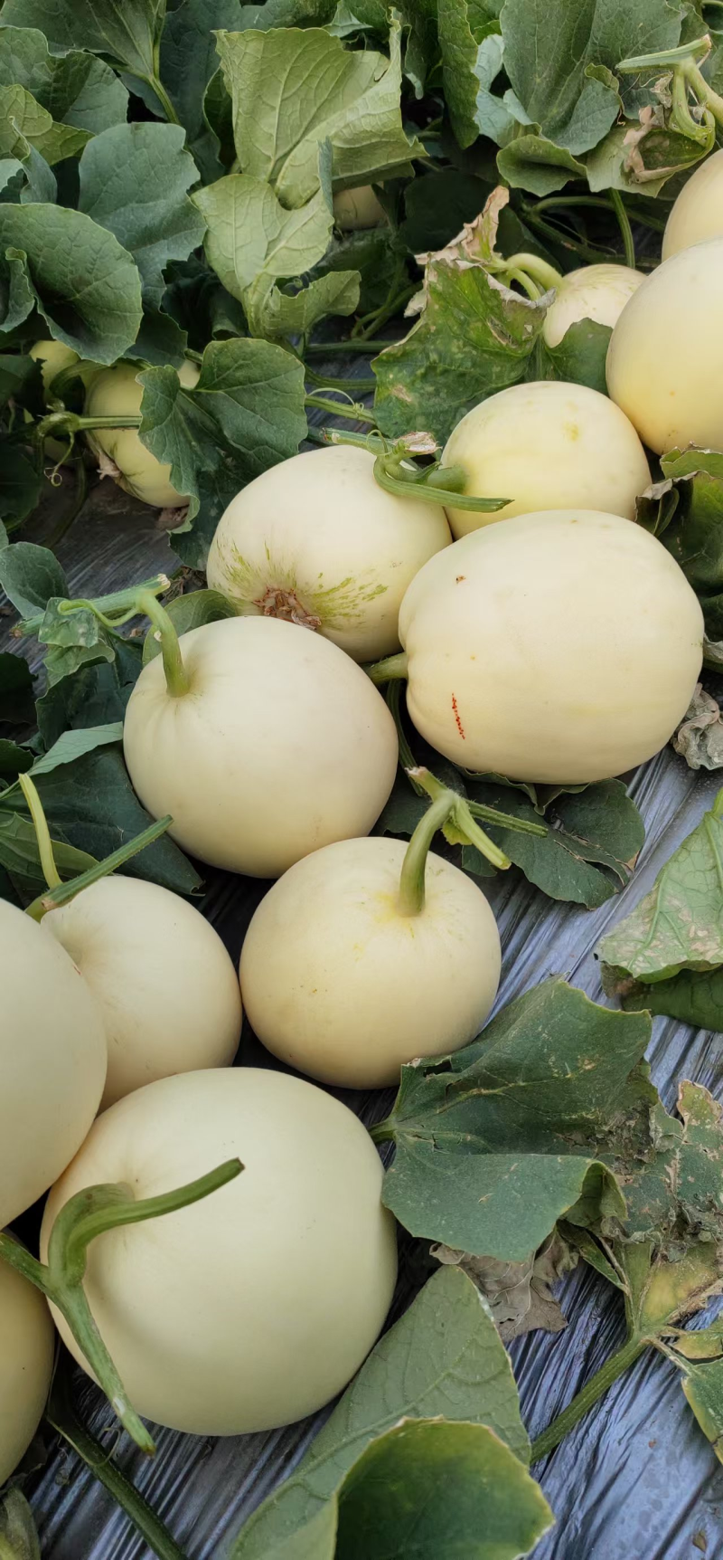【砀山香瓜】伊丽莎白小白瓜/白玉香瓜/白甜瓜产地直发