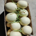 【砀山香瓜】伊丽莎白小白瓜/白玉香瓜/白甜瓜产地直发