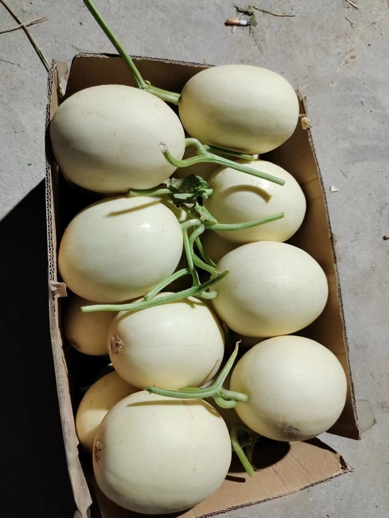 【砀山香瓜】伊丽莎白小白瓜/白玉香瓜/白甜瓜产地直发