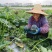 广东精品贝贝南瓜产地发货一手货源批发品质保证价格便宜欢迎