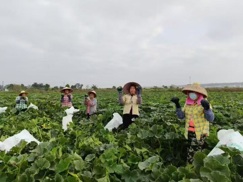广东精品贝贝南瓜产地发货一手货源批发品质保证价格便宜欢迎