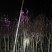 紫玉兰3-5公分出售基地直销