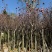 紫玉兰3-5公分出售基地直销
