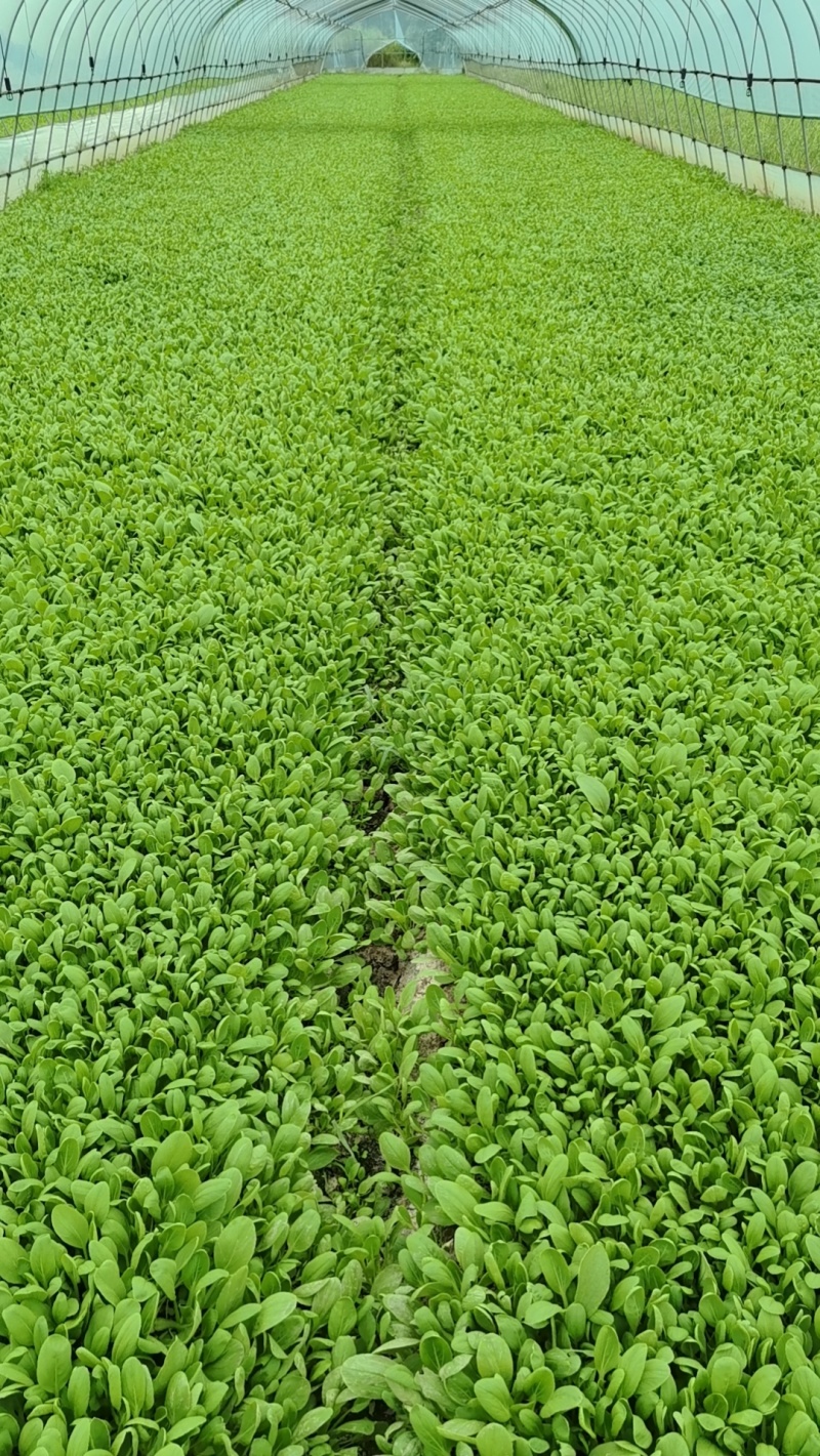 鸡毛菜