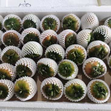 草莓西红柿
