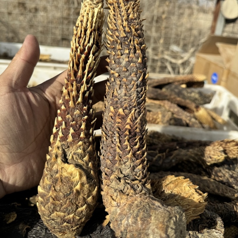 新疆于田荒漠肉苁蓉批发
