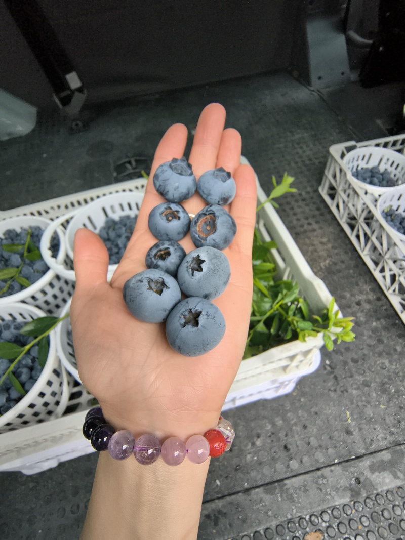 自家1000亩蓝莓基地，多个品种品质优良