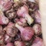 大理红蒜