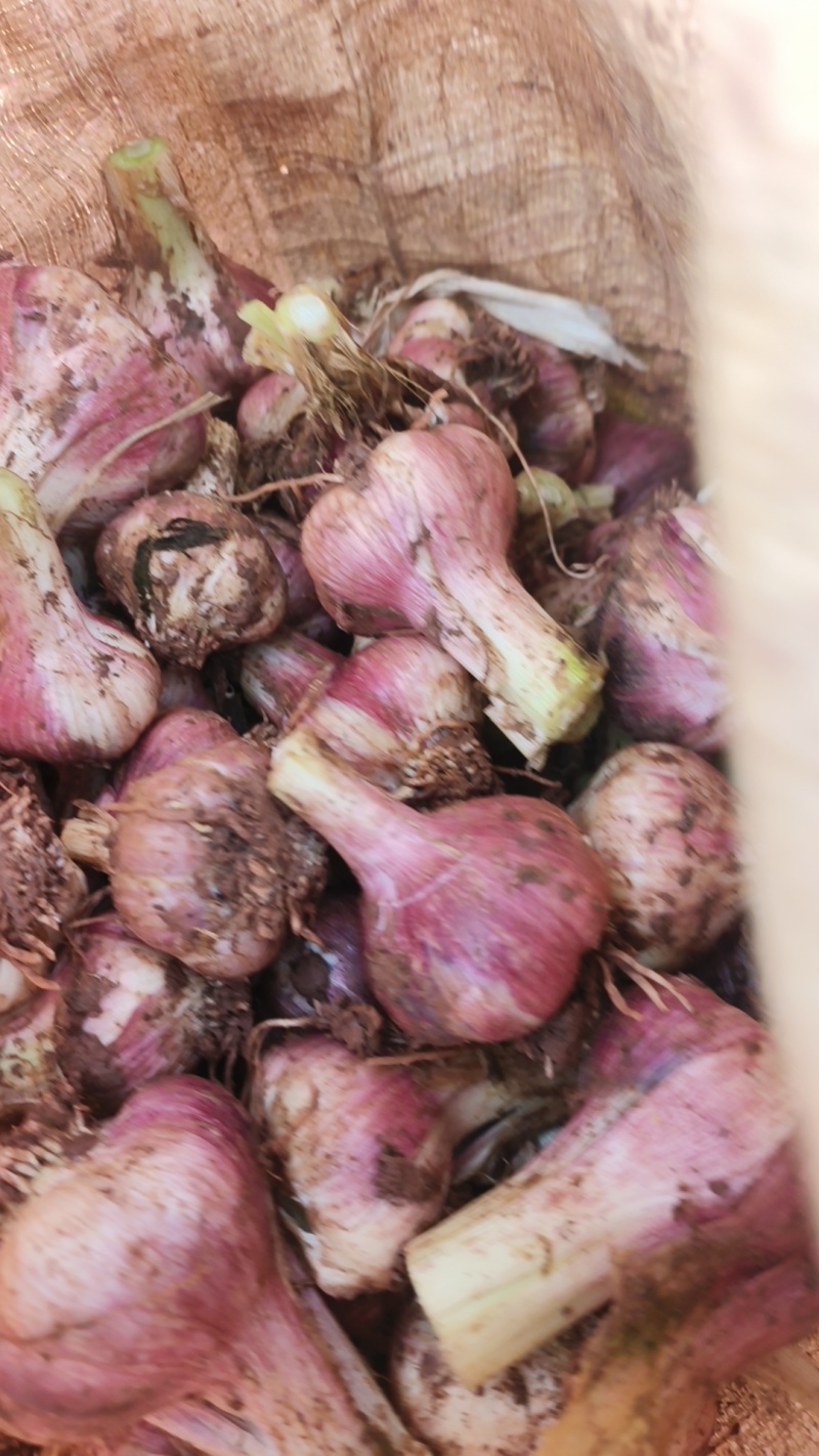 大理红蒜