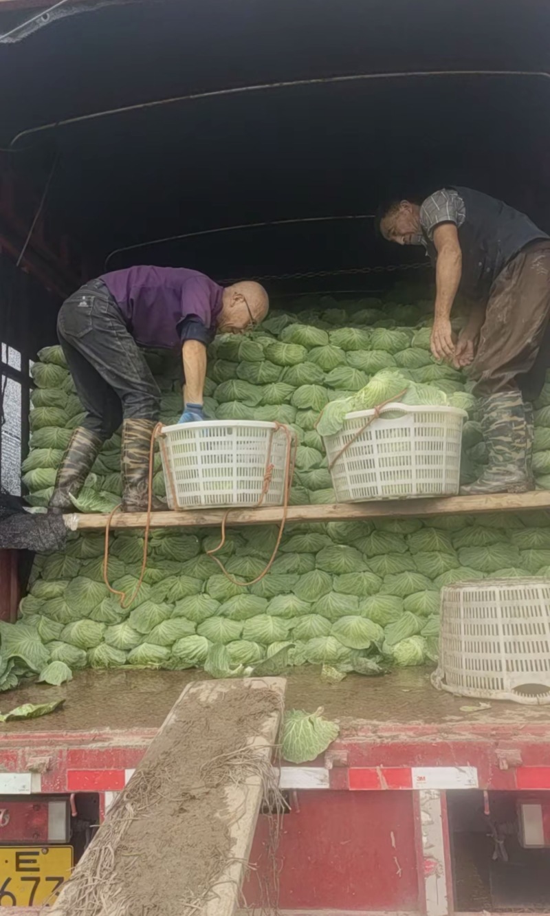 京丰1号甘蓝扁包菜，产地一手货源可供加工厂，对接全国市场