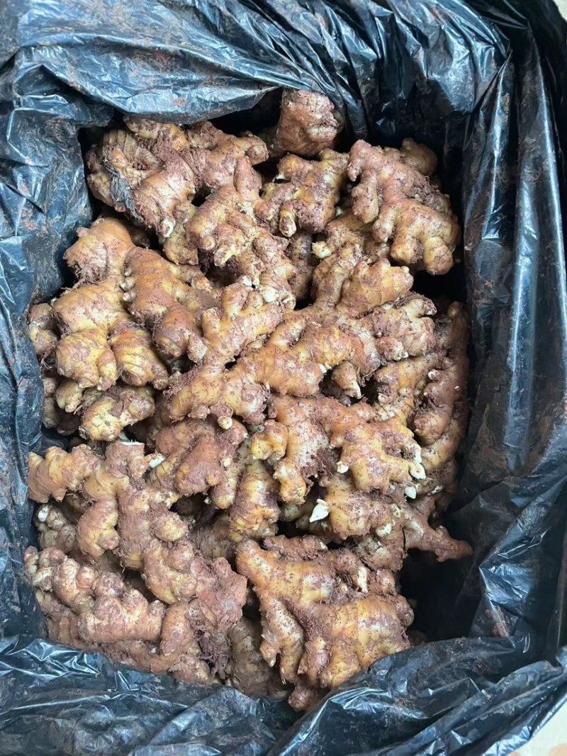 小黄姜