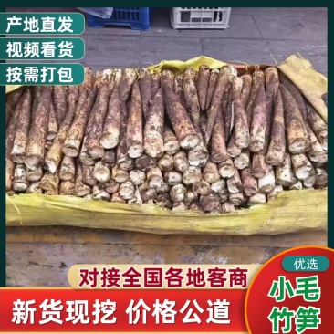 梦笋小毛竹笋/四川产区直发/货源充足/大量现货/欢迎采购