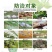 斩腊介螺虫噻嗪酮果树柑橘介壳虫蔬菜农药杀虫剂