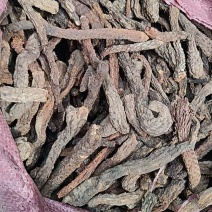 新疆大芸肉苁蓉