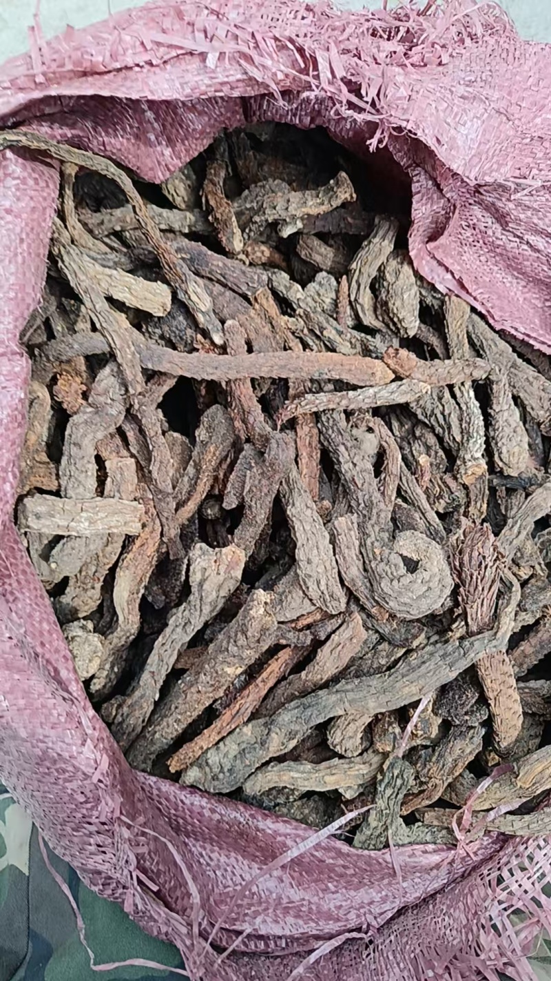 新疆大芸肉苁蓉