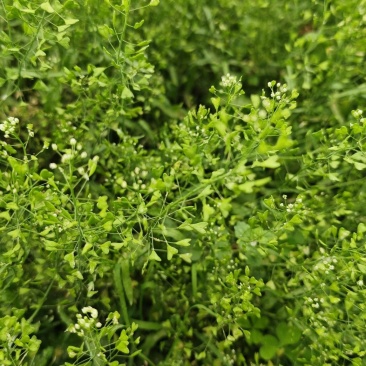 老荠菜，药用价值非常高