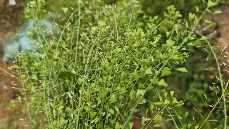 老荠菜，药用价值非常高