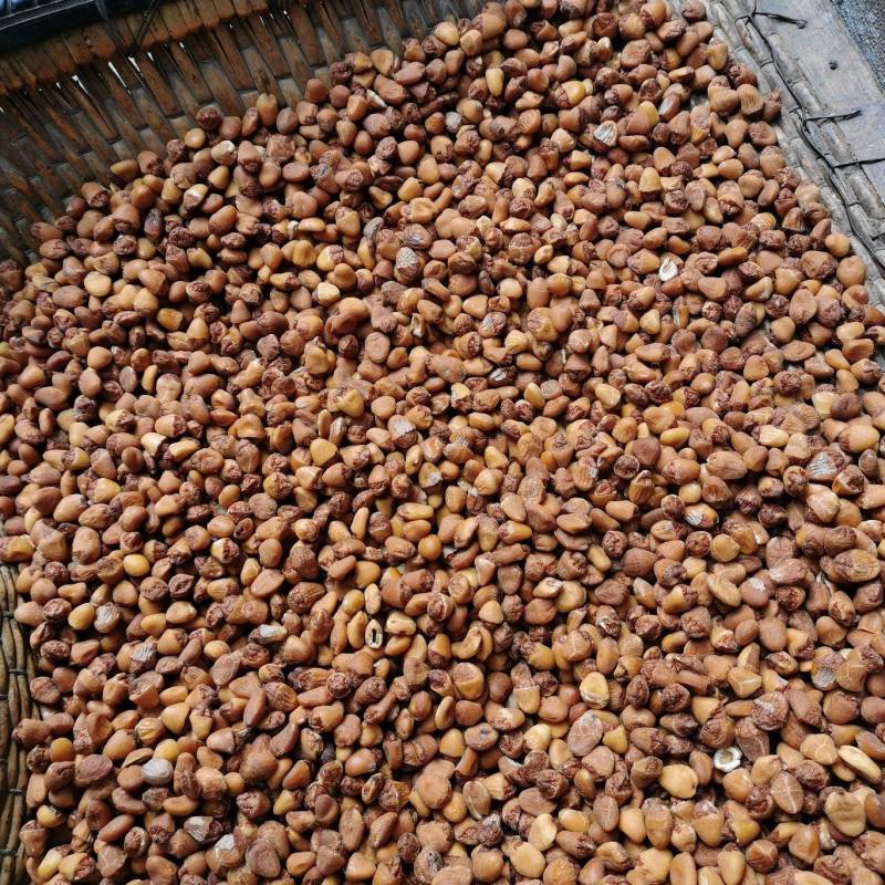 大白果干仁肉厚质优价谦