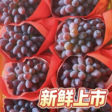 弥勒茉莉香葡萄新品上市万亩产地直销云南直发无籽提子