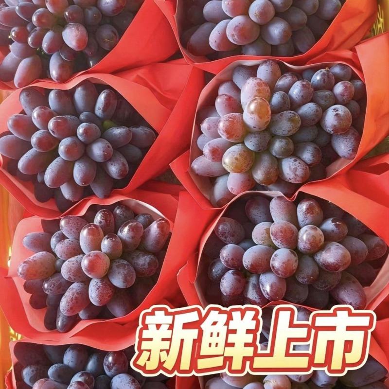 弥勒茉莉香葡萄新品上市万亩产地直销云南直发无籽提子