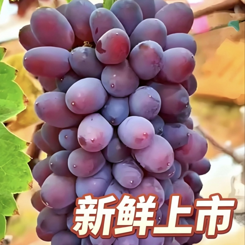 弥勒茉莉香葡萄新品上市万亩产地直销云南直发无籽提子