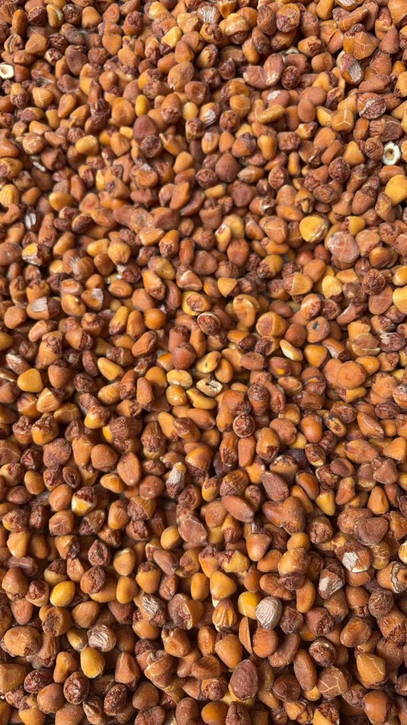 大白果干仁肉厚质优价谦