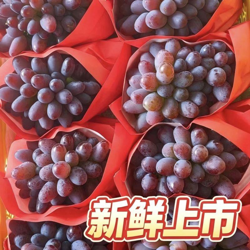 茉莉香葡萄云南弥勒直发新品上市产地直销香甜多汁