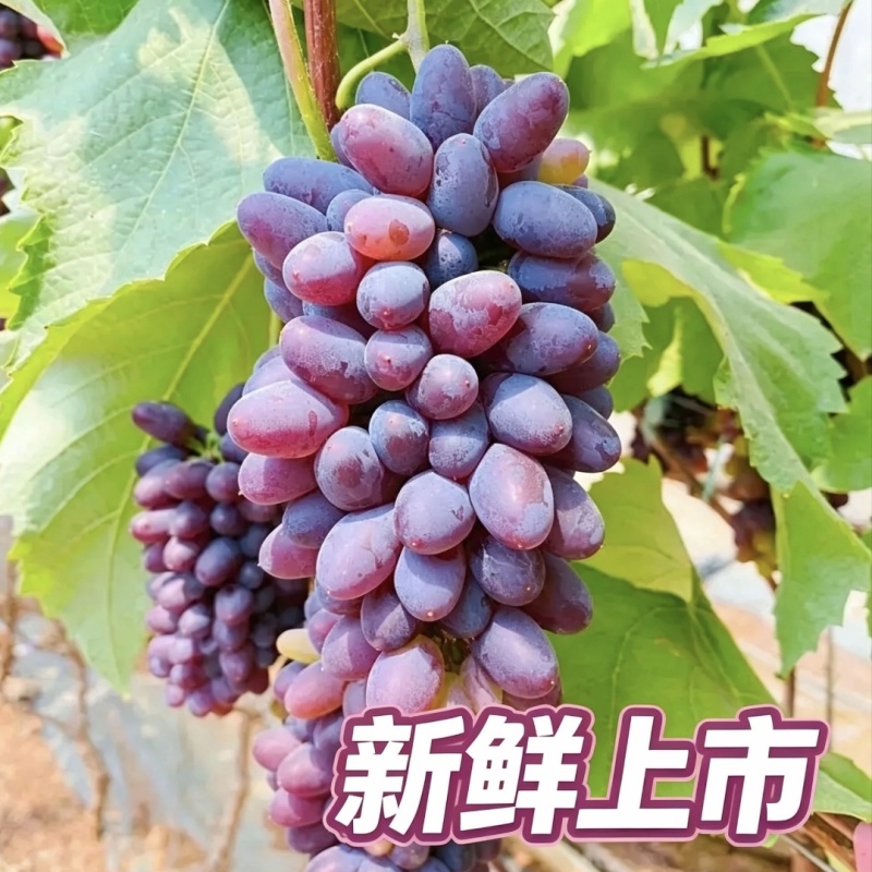 茉莉香葡萄云南弥勒直发新品上市产地直销香甜多汁
