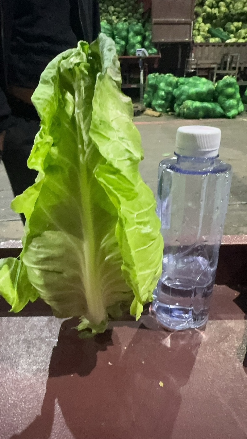 四川露天鸡心牛心甘蓝新鲜嫩菜基地直发量大从优