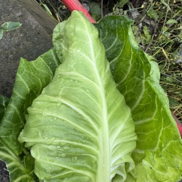 云南露天鸡心牛心甘蓝新鲜嫩菜基地直发量大从优