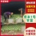 京丰1号甘蓝扁包菜，产地一手货源可供加工厂，对接全国市场