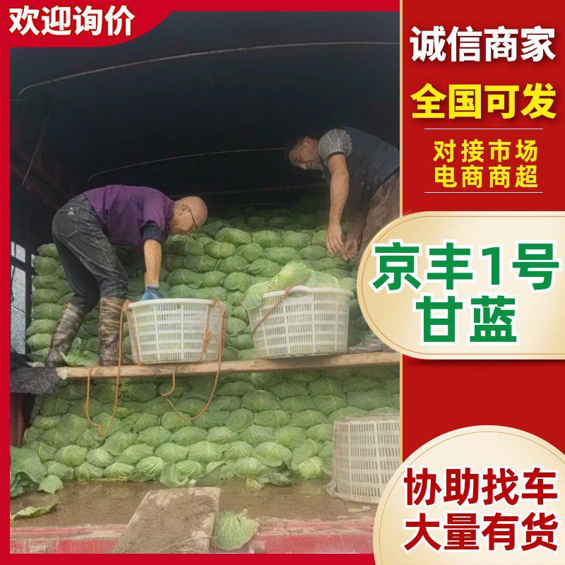京丰1号甘蓝扁包菜，产地一手货源可供加工厂，对接全国市场