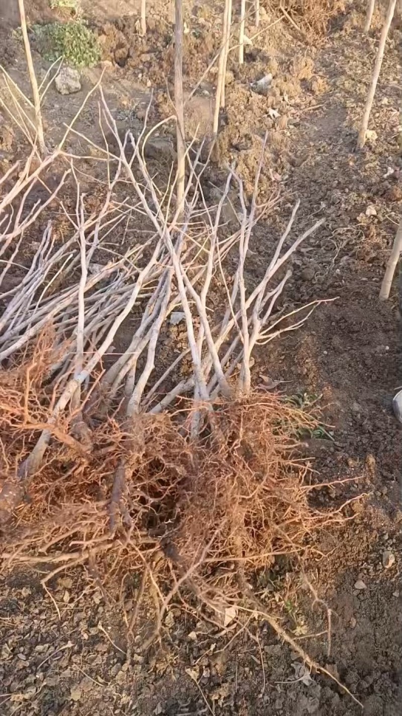 银杏