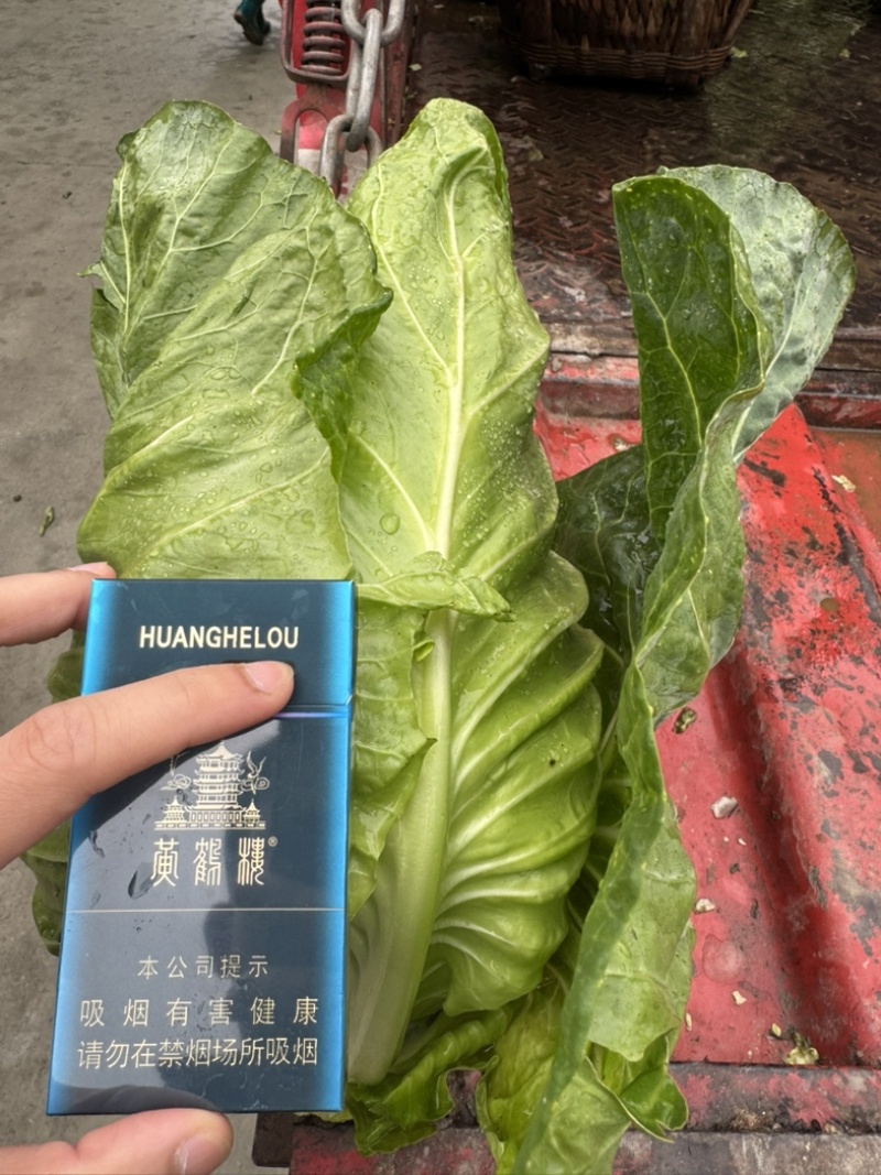 四川露天鸡心牛心甘蓝新鲜嫩菜基地直发量大从优