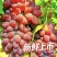 云南弥勒茉莉香葡萄产地直供新品大量上市自家果园现摘