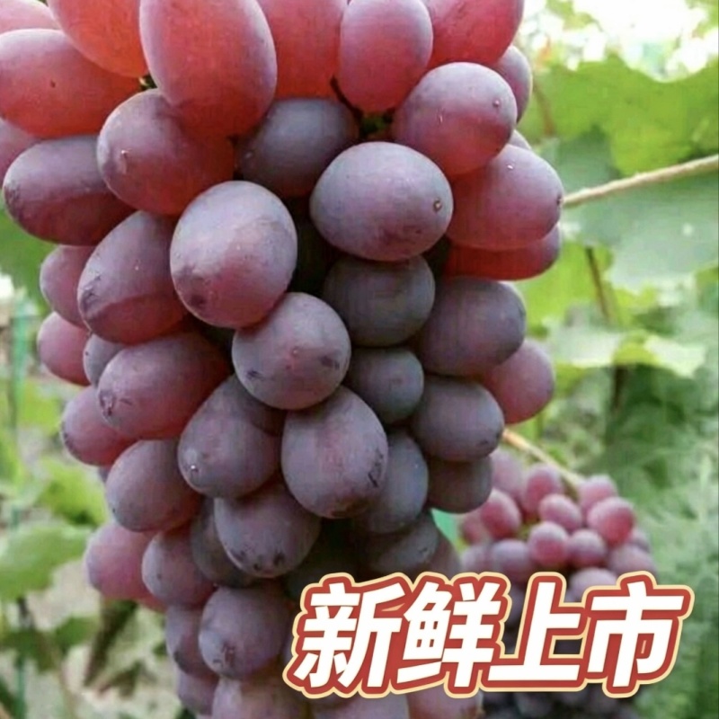 云南弥勒茉莉香葡萄产地直供新品大量上市自家果园现摘