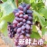 云南弥勒茉莉香葡萄产地直供新品大量上市自家果园现摘