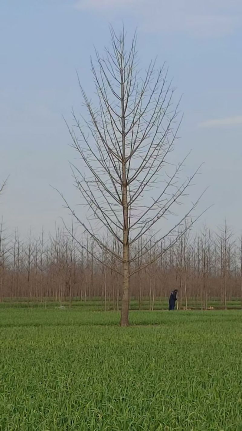 银杏