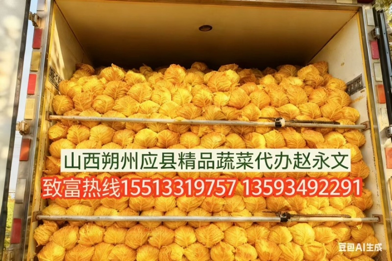 山西精品甘蓝圆包菜全国发货色泽翠绿大小适中