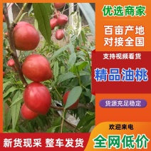 山东产区油桃/产区直发/货源充足/大量有货