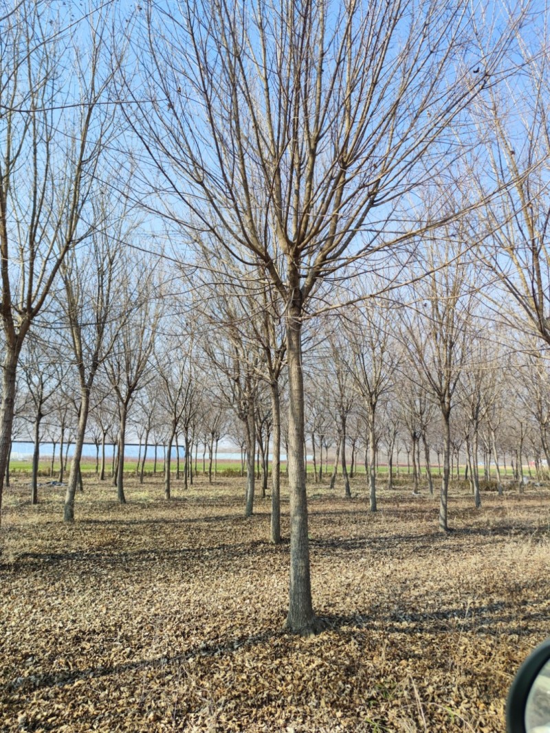 精品五角枫树/形态优美成活率高/江苏徐州邳州产地直供包上