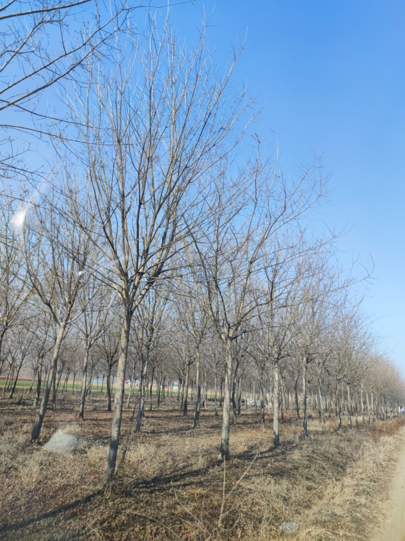 精品五角枫树/形态优美成活率高/江苏徐州邳州产地直供包上