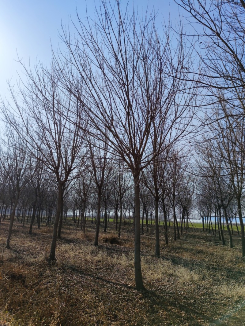 精品五角枫树/形态优美成活率高/江苏徐州邳州产地直供包上
