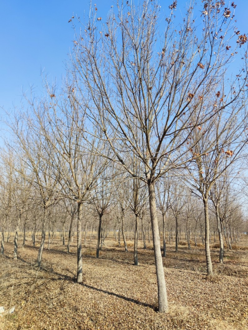 精品五角枫树/形态优美成活率高/江苏徐州邳州产地直供包上