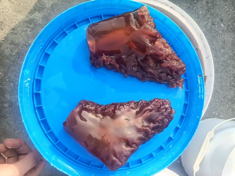 海蜇头红海蜇头海蜇红头源头工厂品质保证欢迎联系