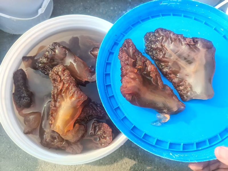 海蜇头红海蜇头海蜇红头源头工厂品质保证欢迎联系