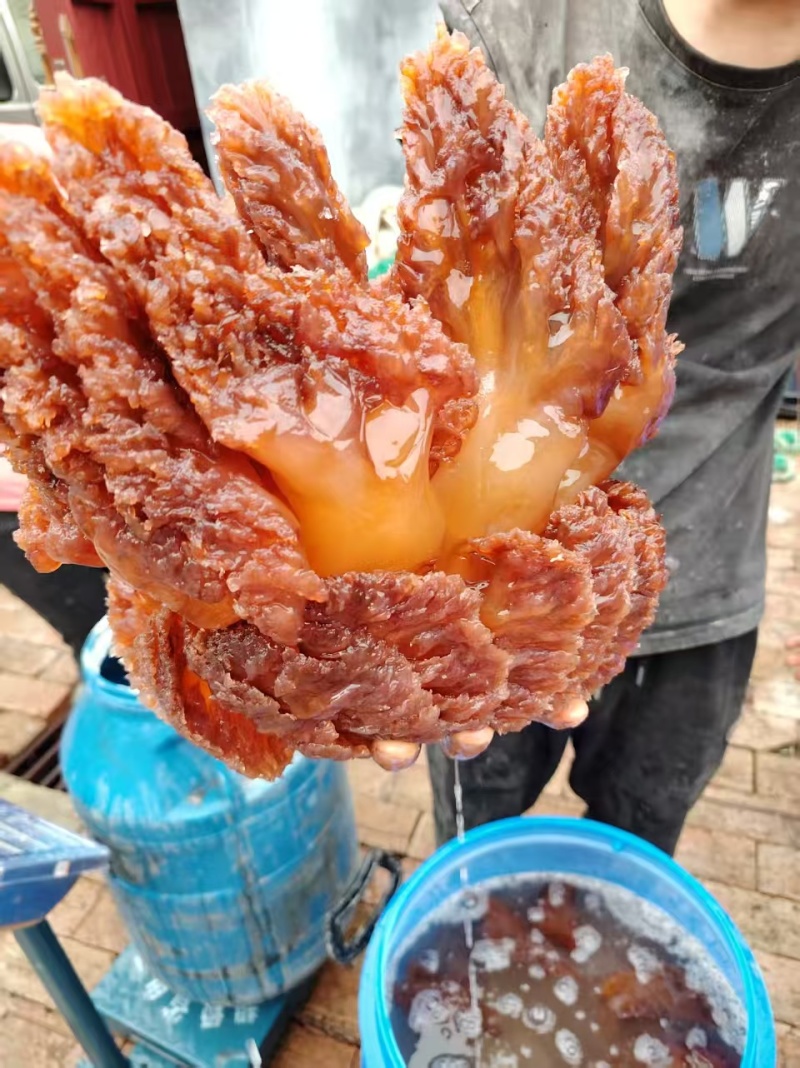 海蜇头红海蜇头海蜇红头源头工厂品质保证欢迎联系