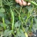 鲜二荆条，薄皮，四川雁江区本地现货，种植10年，好品质