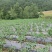 鲜二荆条，薄皮，四川雁江区本地现货，种植10年，好品质